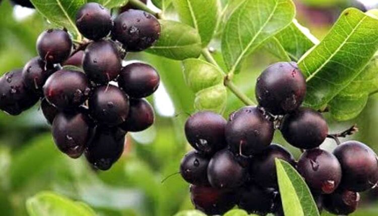 The health benefits of Karvand