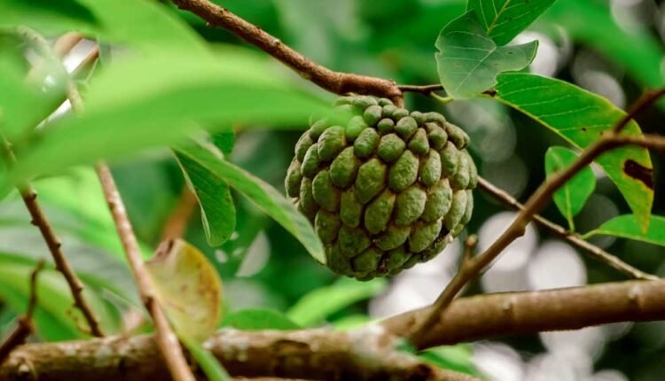 What are the health benefits of custard apple