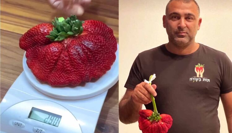 The world's heaviest strawberry Guinness World Records