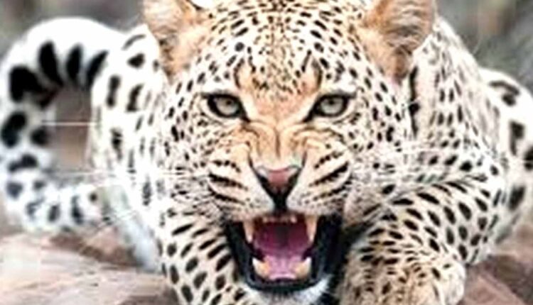 Nashik: Girl dies in leopard attack