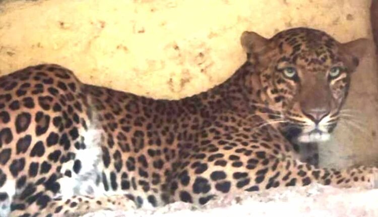 Nashik Leopard in Ashok nagar area of ​​Satpur