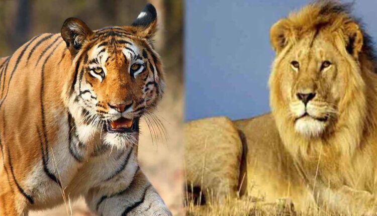 The lion of Gujarat will go to Maharashtra and the tiger of Maharashtra will go to Gujarat