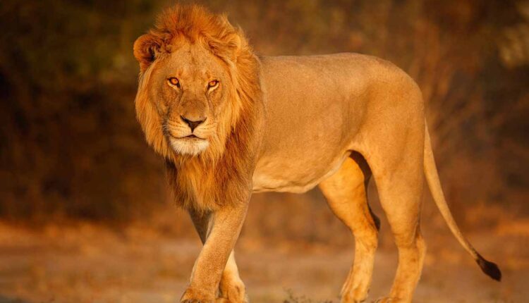 Lions brought from Gujarat will be released in Sanjay Gandhi National Park