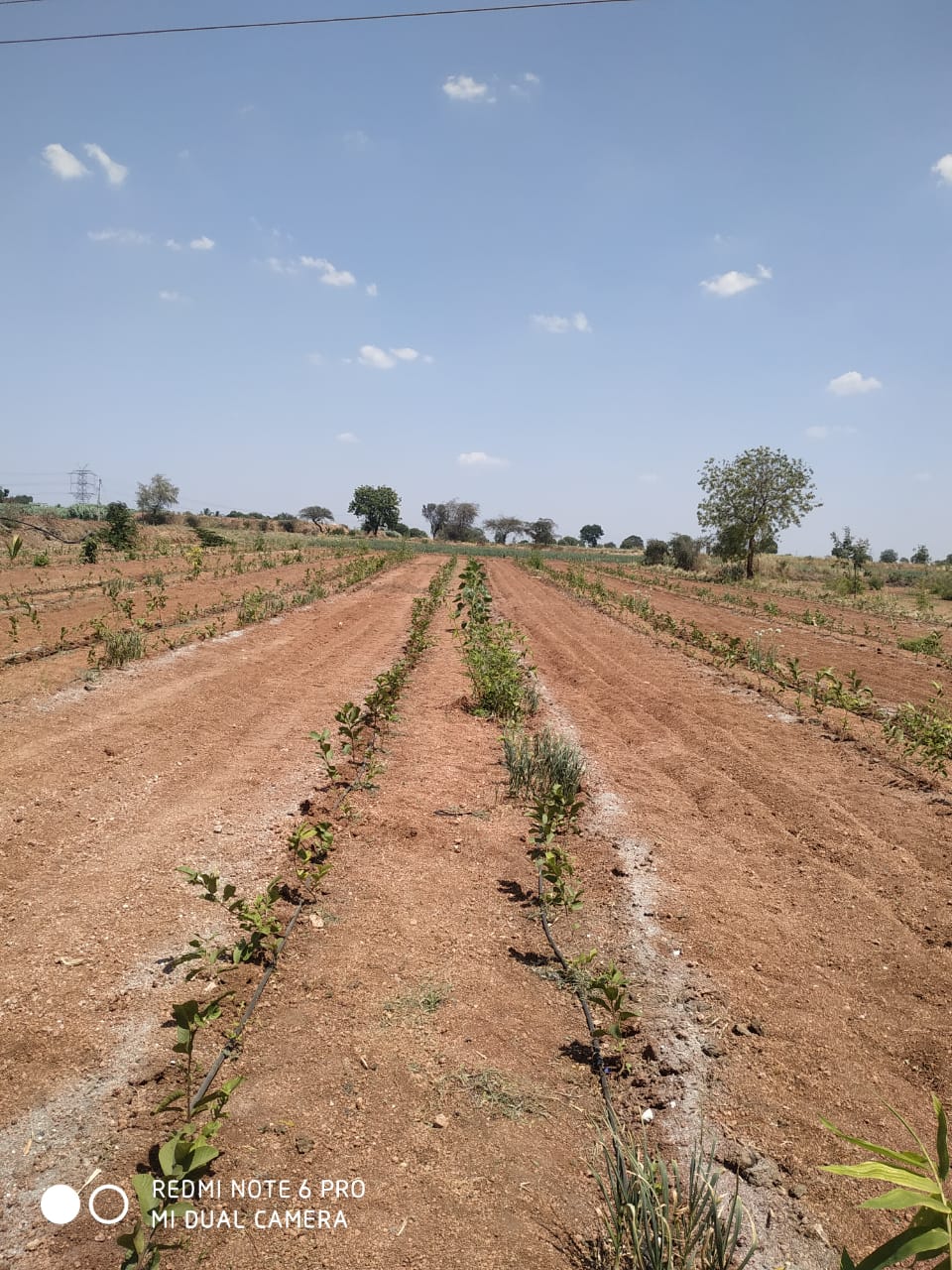 The journalist shows the direction of sustainable agriculture: Evergreen guava grown from organic farming