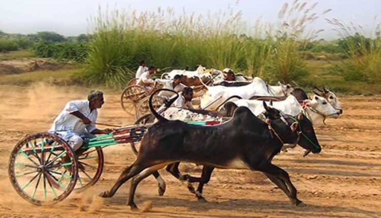 Clearing way for bullock cart races in Maharashtra: Green light from Supreme Court
