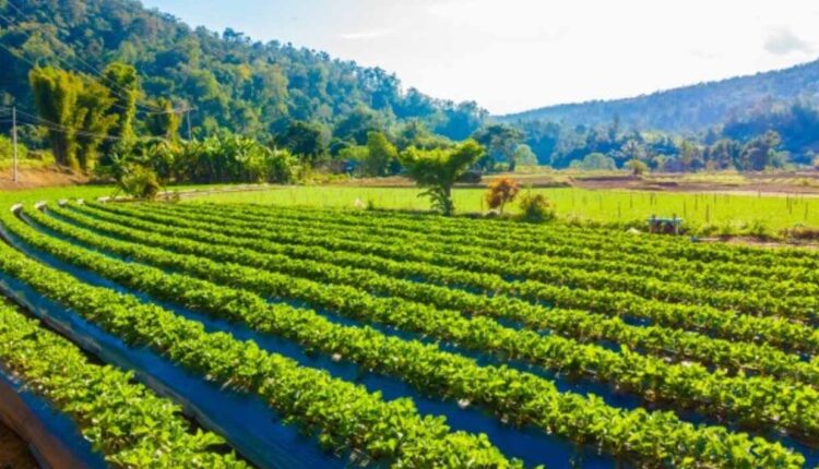 Farmers will get substantial income from organic vegetable cultivation