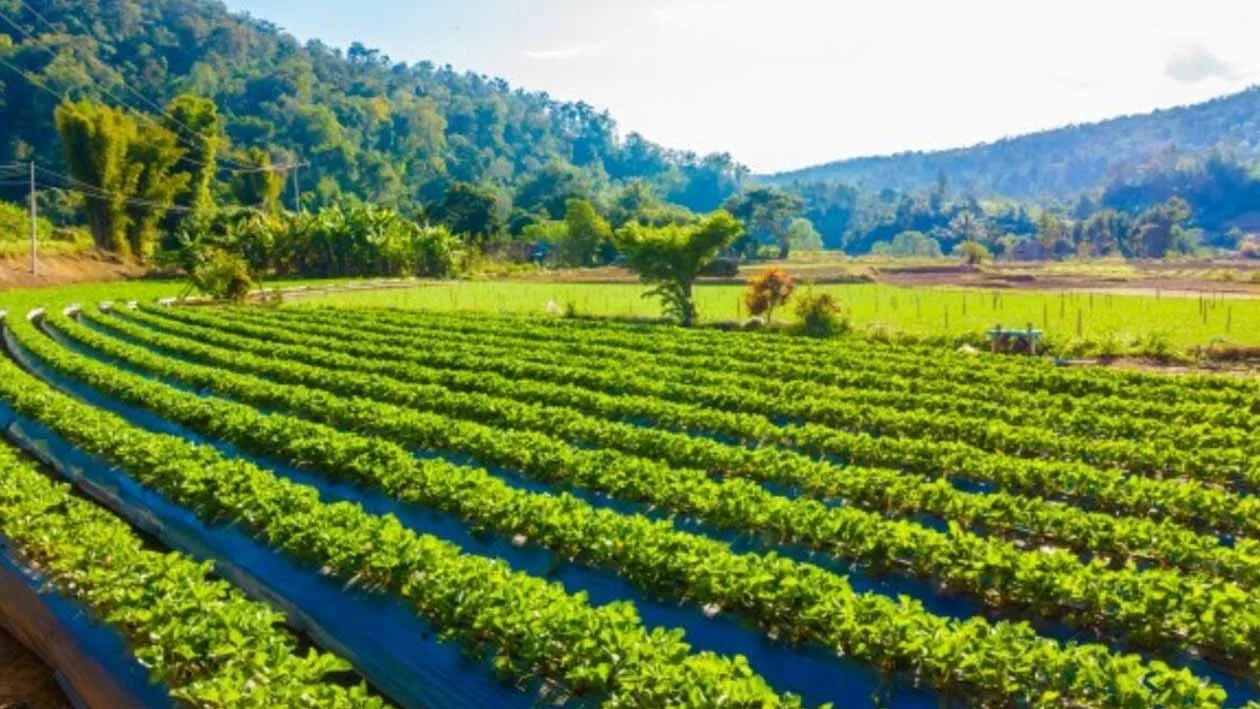 Farmers will get substantial income from organic vegetable cultivation