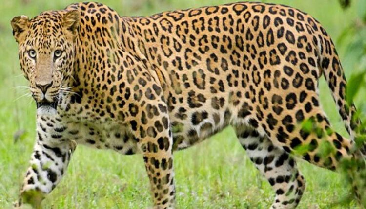Leopard escapes from Rajiv Gandhi Zoo in Pune: A sensation