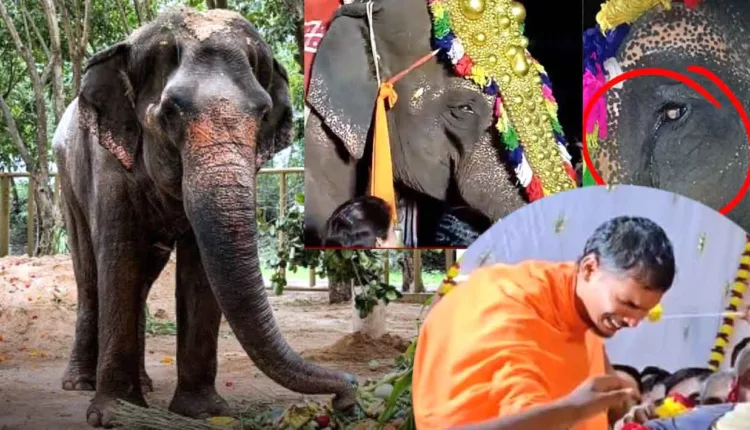 Mahadevi Elephant Kolhapur News,Will the Mahadevi elephant taken to the forest return? Emotions erupt at Nandani Math