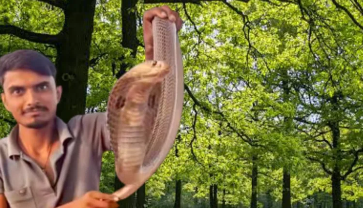 Parbhani snake rescuer death,Snake charmer dies in Parbhani; Life-threatening stunt with snake turns out to be his last