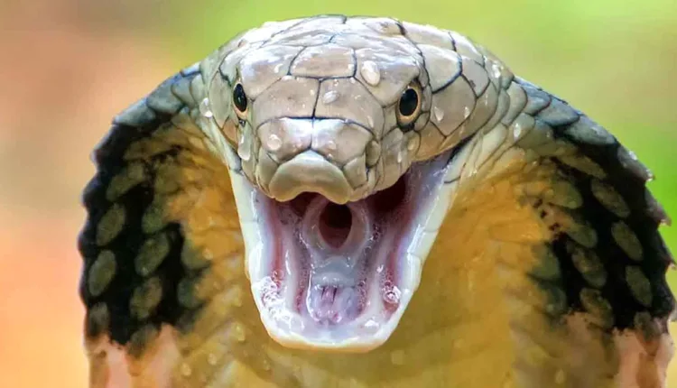 Snake Bite First Aid, What to do and what to avoid when bitten by a snake? – An awareness article