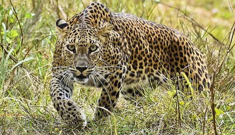 Nashik Leopard News,Leopard terror on Gangapur Road in Nashik! 3 people injured in leopard attack