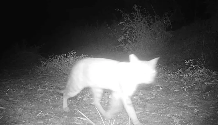 Bhonsala Military School News,“Leopard rumor in Nashik! ; Forest Department reveals the secret!”